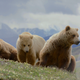 Illustration for article titled When Bears Go To Rehab
